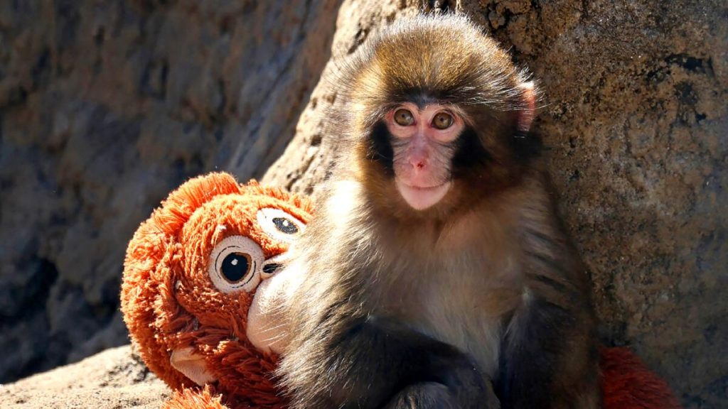 Cuento infantil de El monito Punch y su peluche - Basado en hechos reales