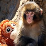 Cuento infantil de El monito Punch y su peluche – Basado en hechos reales